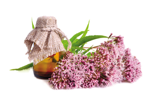 Душаново перје зауставља грип 